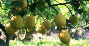 Obstbäume im Garten - Landhaus mit Olivenhain bei Maleme auf Kreta zu verkaufen