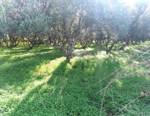 Olivenbäume im Sonnenlicht - Baugrundstück am Strand von Tavronitis auf Kreta zu verkaufen