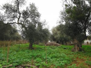 Ebenes Grundstück mit Olivenbäumen - Baugrundstück in Chania auf Kreta zu verkaufen