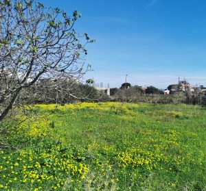 Ebenes Grundstück im Grünen - Baugrundstück auf Akrotiri bei Chania auf Kreta zu verkaufen