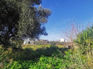 Grundstück mit Bäumen - Baugrundstück auf Akrotiri bei Chania auf Kreta zu verkaufen