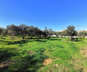 Ebenes Grundstück mit Olivenbäumen - Baugrundstück mit Meerblick bei Maleme auf Kreta zu verkaufen