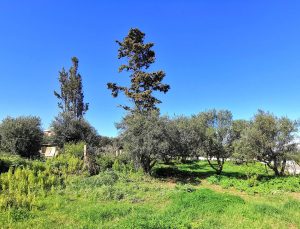 Grundstück mit Zypressen - Baugrundstück mit Meerblick bei Maleme auf Kreta zu verkaufen