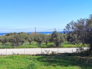 Meerblick vom Grundstück - Baugrundstück mit Meerblick bei Maleme auf Kreta zu verkaufen