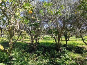 Orangen- und Olivenbäume - Baugrundstück mit Meerblick bei Maleme auf Kreta zu verkaufen