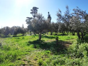 Olivenbäume im Sonnenlicht - Baugrundstück mit Meerblick bei Maleme auf Kreta zu verkaufen