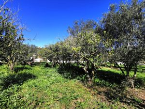 Ebenes Grundstück im Grünen - Baugrundstück mit Meerblick bei Maleme auf Kreta zu verkaufen
