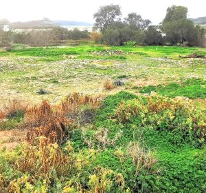 Wiese mit Bergblick - Grundstück am Strand bei Kissamos auf Kreta zu verkaufen