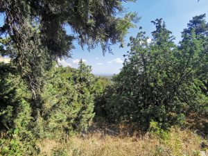 Bäume auf dem Grundstück - Baugrundstück mit Meerblick bei Kalyves auf Kreta zu verkaufen