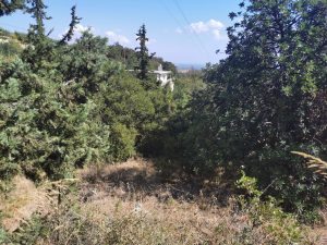 Bewachsenes Grundstück - Baugrundstück mit Meerblick bei Kalyves auf Kreta zu verkaufen