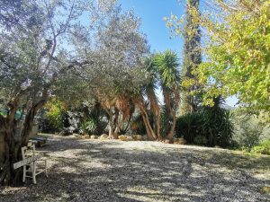Zufahrt mit Bäumen - Landhaus mit Olivenhain bei Maleme auf Kreta zu verkaufen
