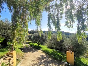 Garten mit Olivenbäumen - Landhaus mit Olivenhain bei Maleme auf Kreta zu verkaufen
