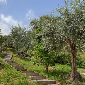 Olivenhain des Aeolos - Chorefto Ferienhäuser am Aeolos Pilion