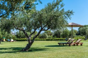 Olivenbaum mit Sitzplatz - Ta Spitakia Kos
