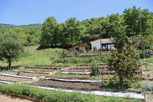Gemüsegarten des Bauernhofs - Karaiskos Farm Bauernhof Pilion