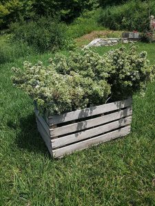 Garten mit Blumen - Karaiskos Farm Bauernhof Pilion