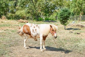 Kühe auf der Weide - Karaiskos Farm Bauernhof Pilion