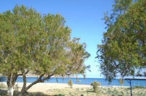 Baum am Strand - Baugrundstück direkt am Strand bei Kissamos auf Kreta zu verkaufen