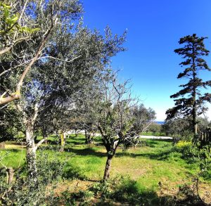 Grundstück mit Bäumen - Baugrundstück mit Meerblick bei Maleme auf Kreta zu verkaufen
