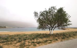 Baum an der Küste - Strandgrundstück in Kissamos auf Kreta zu verkaufen