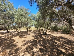 Olivenbäume auf dem Grundstück - Baugrundstück am Strand von Tavronitis auf Kreta zu verkaufen
