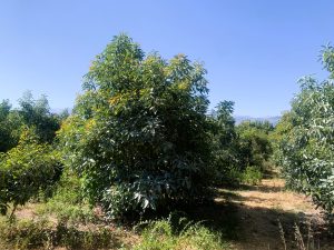 Avocadobäume - Baugrundstück mit Avocadoplantage bei Chania auf Kreta zu verkaufen