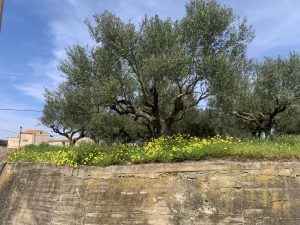 Alter Olivenbaum - Baugrundstück bei Kolymbari auf Kreta zu verkaufen