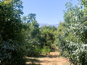 Avocadoplantage - Baugrundstück mit Avocadoplantage bei Chania auf Kreta zu verkaufen