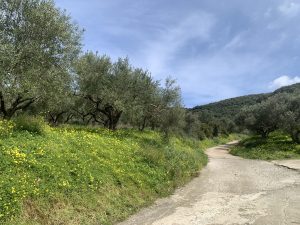 Zufahrt zum Grundstück - Baugrundstück bei Kolymbari auf Kreta zu verkaufen