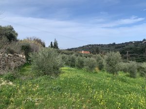 Wiese mit Olivenbäumen - Baugrundstück bei Kalyves auf Kreta zu verkaufen