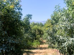 Plantage mit Bergblick - Baugrundstück mit Avocadoplantage bei Chania auf Kreta zu verkaufen