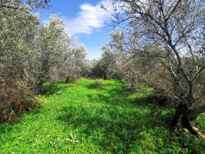Grünes Grundstück - Baugrundstück mit Meerblick bei Maleme auf Kreta zu verkaufen
