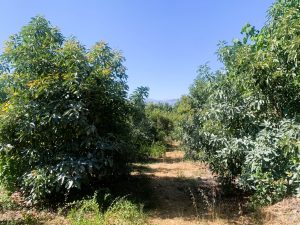 Reihe von Avocadobäumen - Baugrundstück mit Avocadoplantage bei Chania auf Kreta zu verkaufen