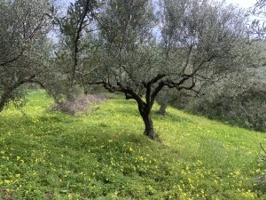 Olivenbaum auf dem Grundstück - Baugrundstück bei Kolymbari auf Kreta zu verkaufen