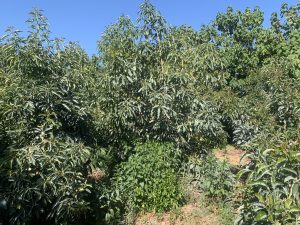 Dichte Avocadobäume - Baugrundstück mit Avocadoplantage bei Chania auf Kreta zu verkaufen