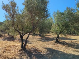 Olivenbäume auf dem Grundstück - Baugrundstück mit Baugenehmigung bei Chania auf Kreta zu verkaufen