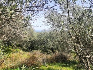 Olivenhain im Frühling - Baugrundstück mit Meerblick bei Maleme auf Kreta zu verkaufen