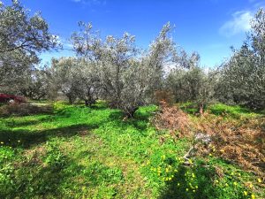 Blühende Wiese - Baugrundstück mit Meerblick bei Maleme auf Kreta zu verkaufen