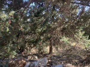 Dichte Vegetation - Baugrundstück mit Meerblick bei Kalyves auf Kreta zu verkaufen