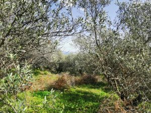 Olivenbäume auf dem Grundstück - Baugrundstück mit Meerblick bei Maleme auf Kreta zu verkaufen