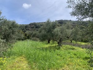 Olivenhain im Grünen - Baugrundstück bei Kolymbari auf Kreta zu verkaufen