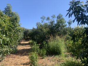 Weg durch die Plantage - Baugrundstück mit Avocadoplantage bei Chania auf Kreta zu verkaufen
