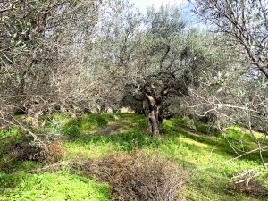 Olivenhain - Baugrundstück mit Meerblick bei Maleme auf Kreta zu verkaufen