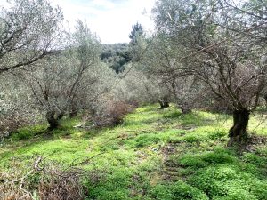 Olivenbäume - Baugrundstück mit Meerblick bei Maleme auf Kreta zu verkaufen
