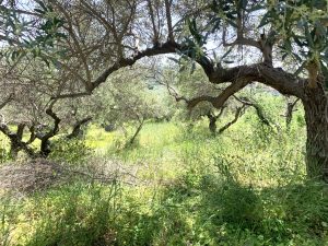 Baugrundstück mit Meerblick bei Kalyves - Immobilie auf Kreta