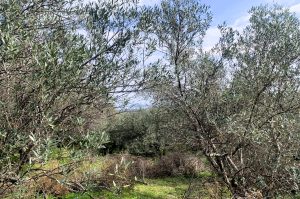Olivenhain mit Meerblick - Baugrundstück mit Meerblick bei Maleme auf Kreta zu verkaufen
