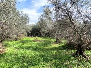 Grüne Wiese unter Olivenbäumen - Baugrundstück mit Meerblick bei Maleme auf Kreta zu verkaufen