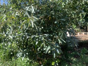 Avocadobaum - Baugrundstück mit Avocadoplantage bei Chania auf Kreta zu verkaufen