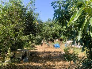 Grundstück mit Plantage - Baugrundstück mit Avocadoplantage bei Chania auf Kreta zu verkaufen