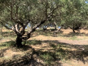 Alte Olivenbäume - Baugrundstück mit Meerblick bei Maleme auf Kreta zu verkaufen